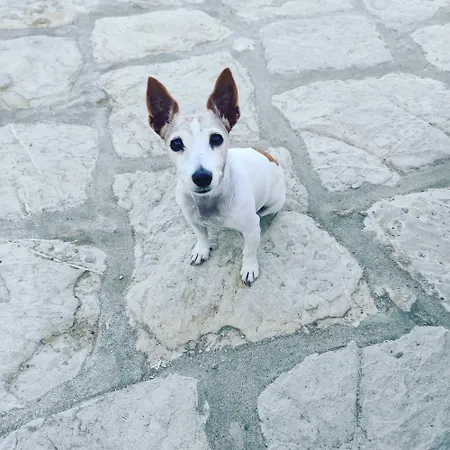 Petridi House 锡米